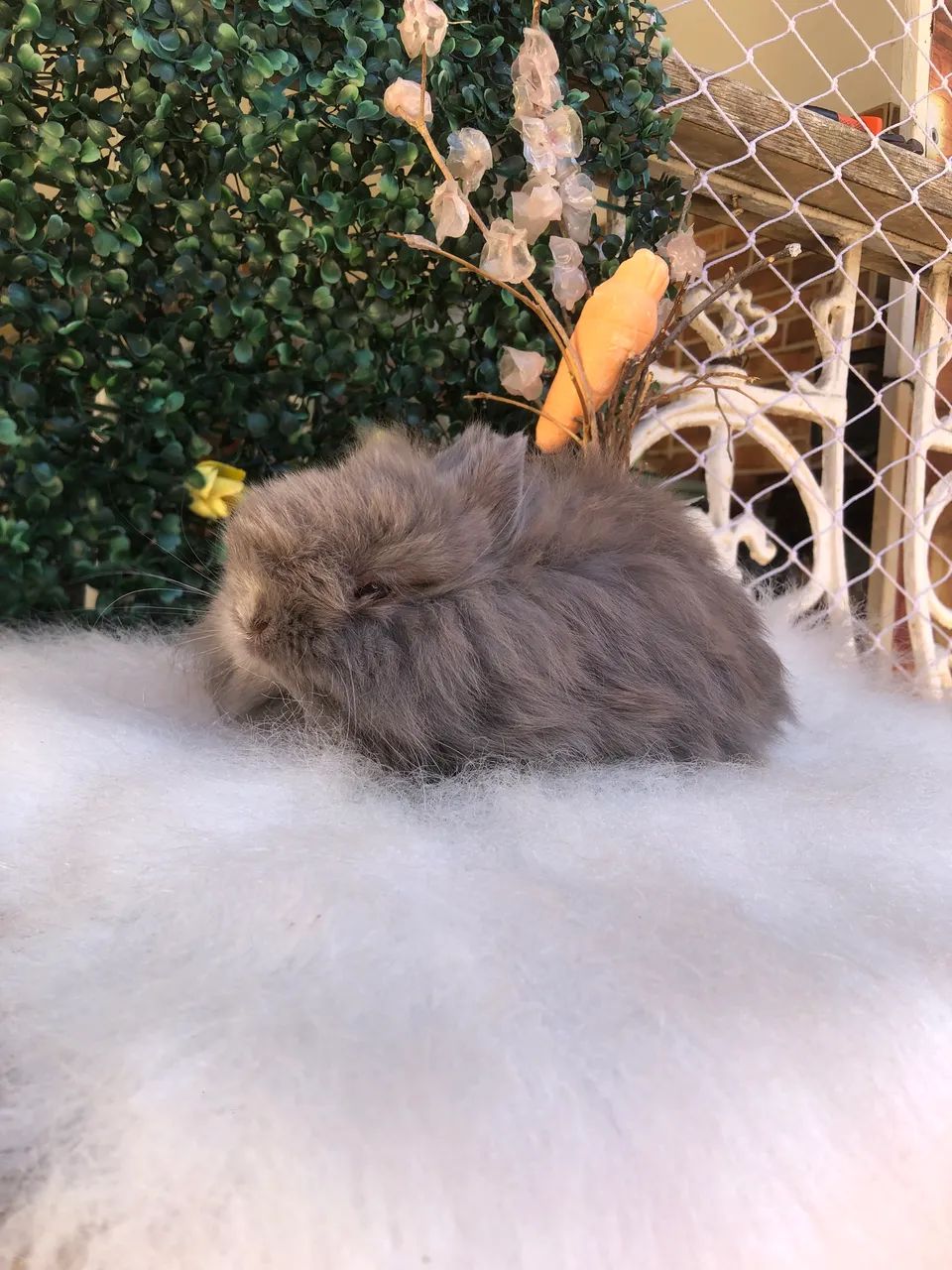 Coelho anão jersey wooly linhagem importada azul de viena, macho  - Foto 4