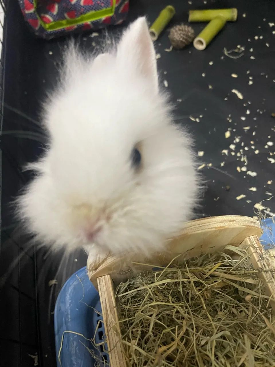 Mini coelho