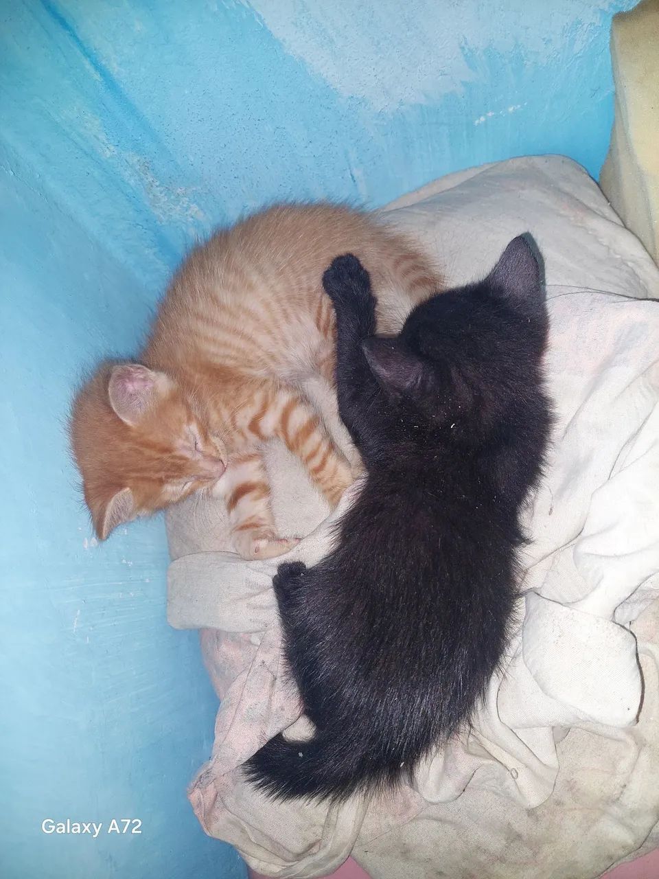 Doação de gatos - Foto 3