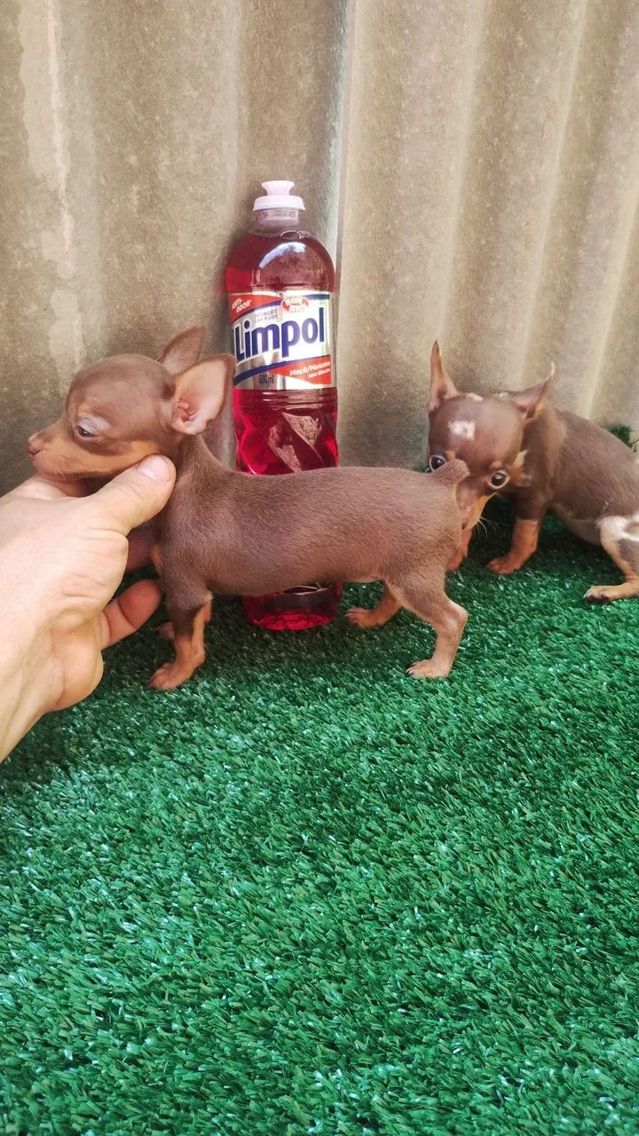 Pinscher micro exóticos. - Foto 5
