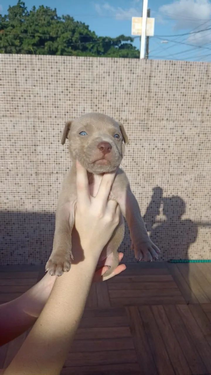 Pit moster - Foto 4