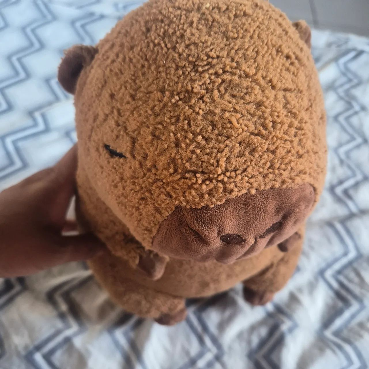 Urso capivara M