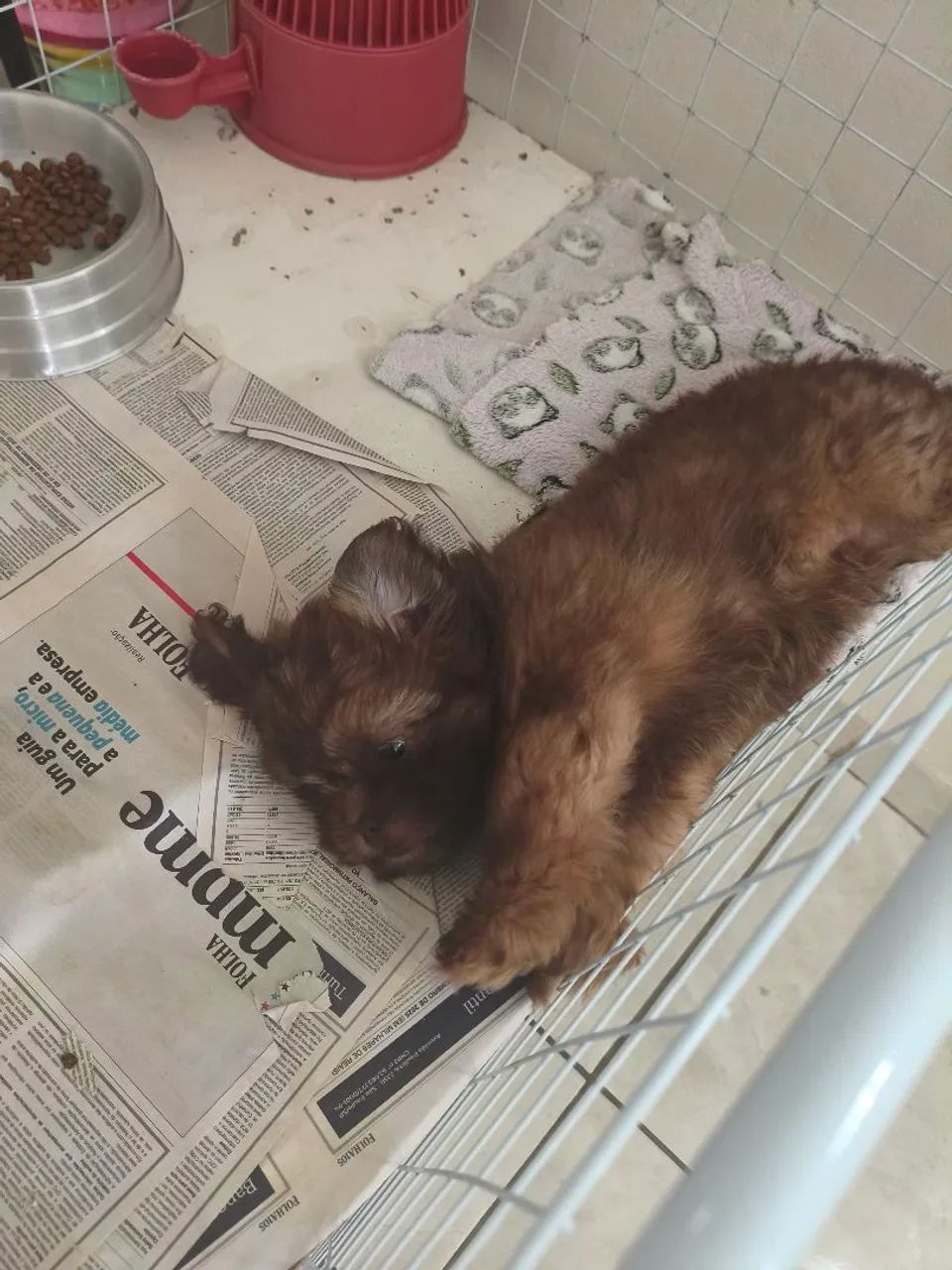 Shitzu  - Foto 3