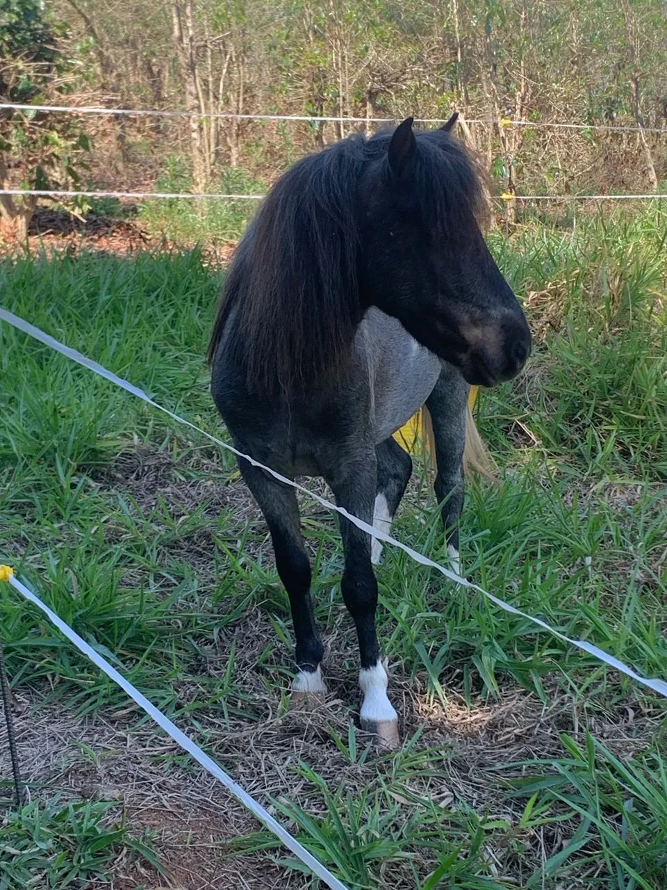 Pônei ( Mini horse) - Foto 2