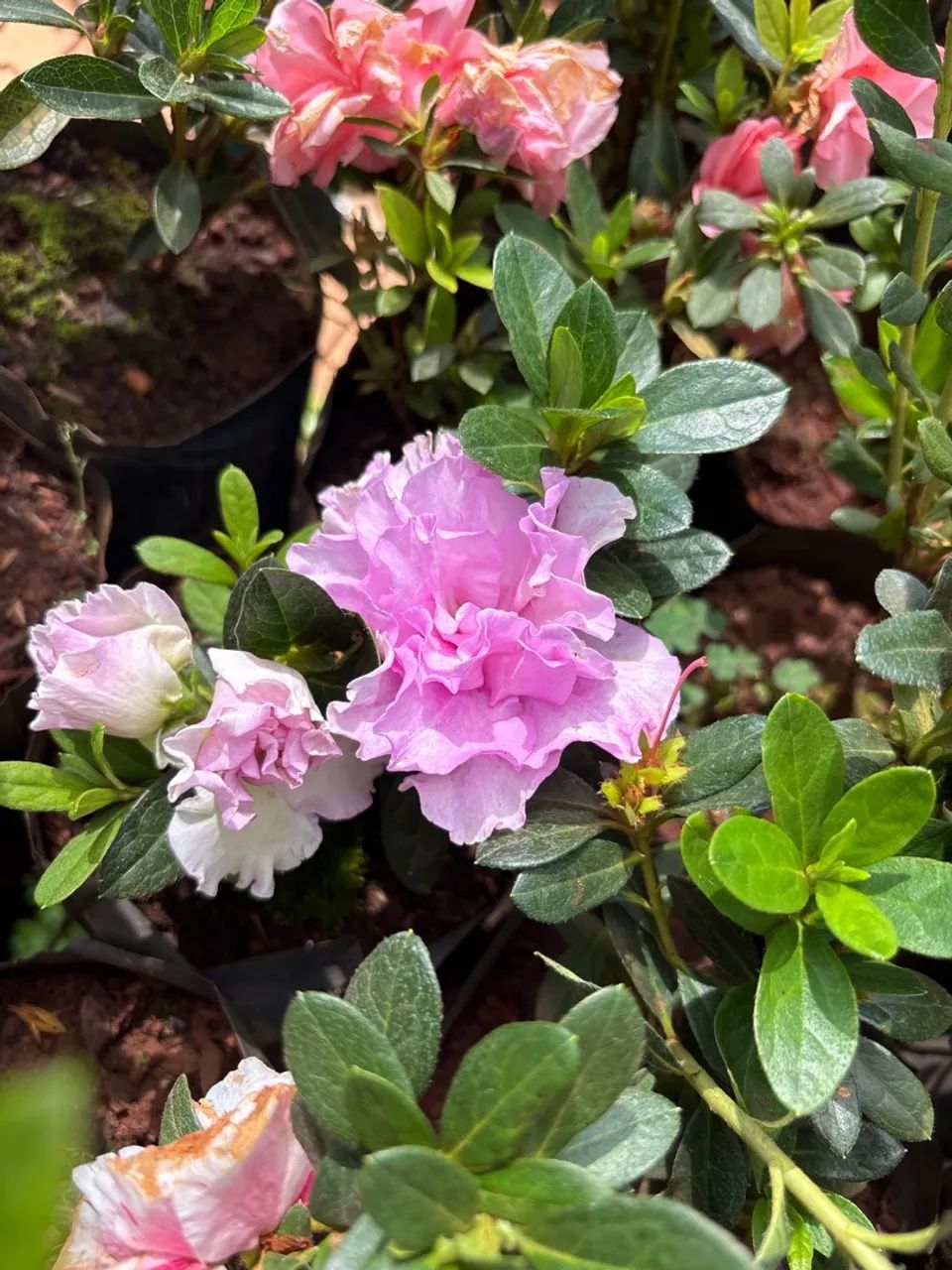 Mini azaleia - Foto 2
