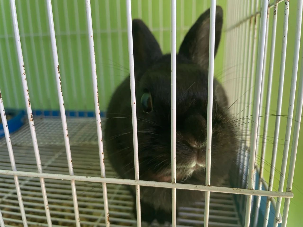 Doação coelha - Foto 3