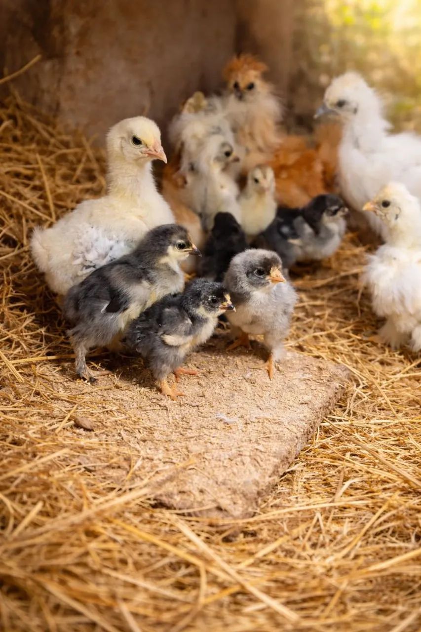 Brahma Chicks424794529695672321