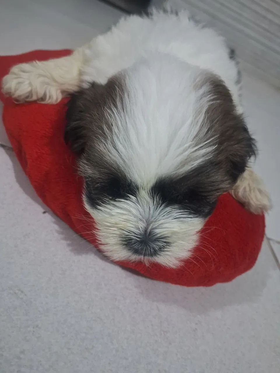 Cachorro ? 