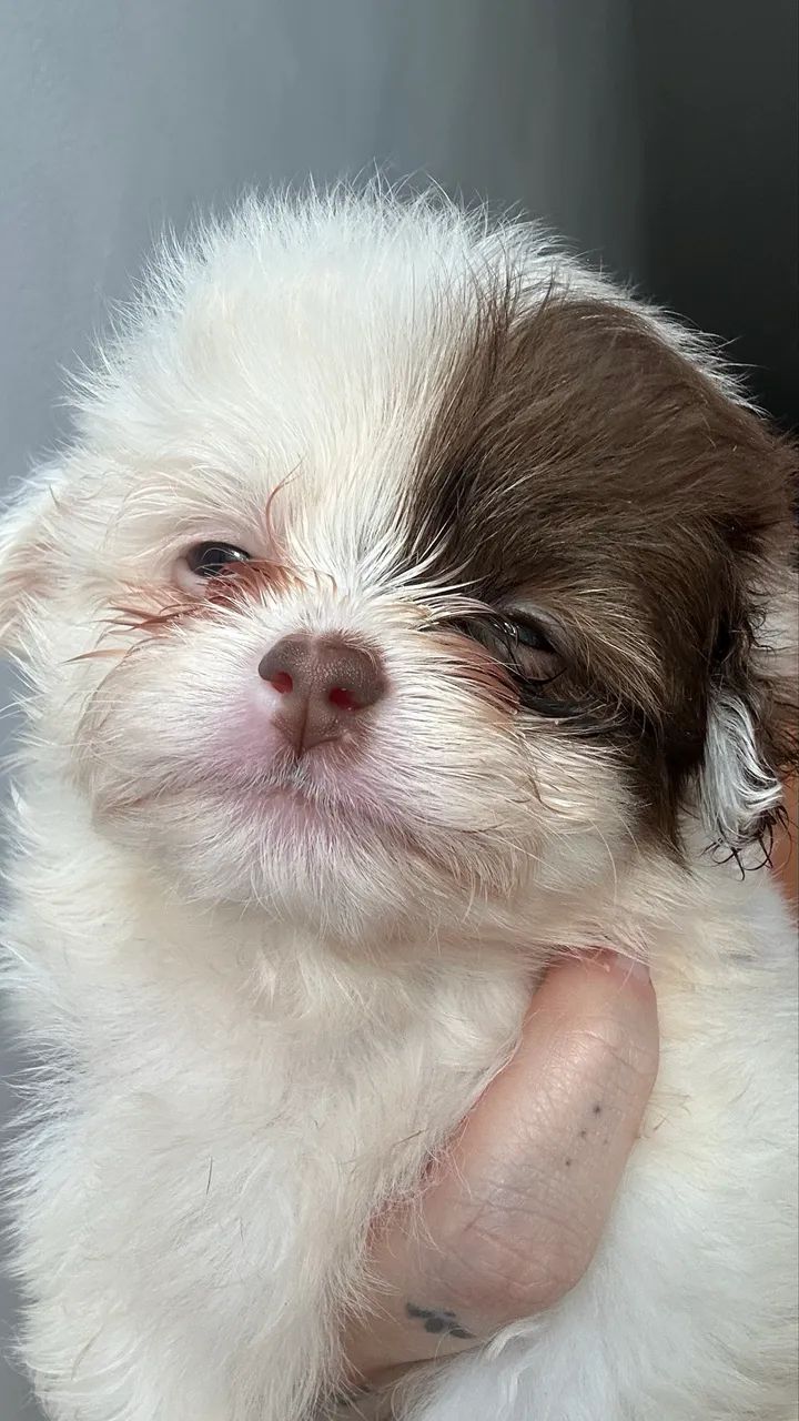 Bebezinhos shihtzu - Foto 2