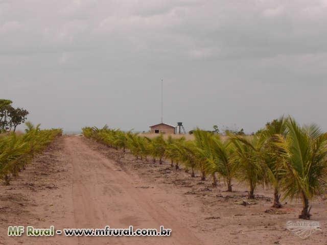 Linda Fazenda em Mato Grosso - em Conquista D´oeste - MT - Foto 3
