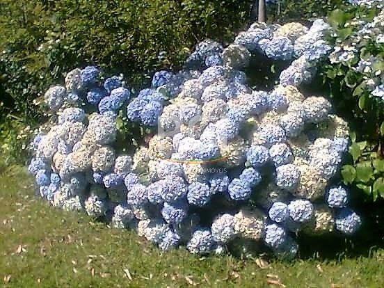 Sítio à venda em Zona rural, São francisco de paula cod:LI50877651 - Foto 10