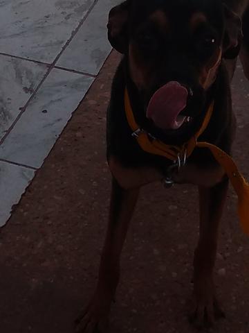 Cachorra hotweile c/8 meses contato - Foto 4