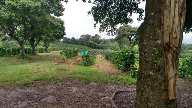 Fazenda à venda - 80 hectares - lavras (mg) - Foto 9
