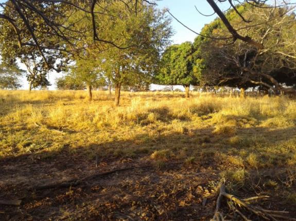 8271 | fazenda à venda em pontal do araguaia - Foto 2