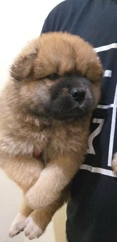 Filhote de Chow Chow - Foto 4