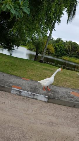 Casa Lagoa Dourada para temporada - Foto 13