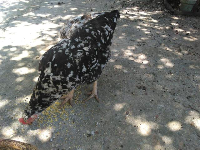 Galinha Carijó