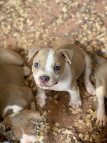 Filhotes de AMERICAN BULLY - Foto 5
