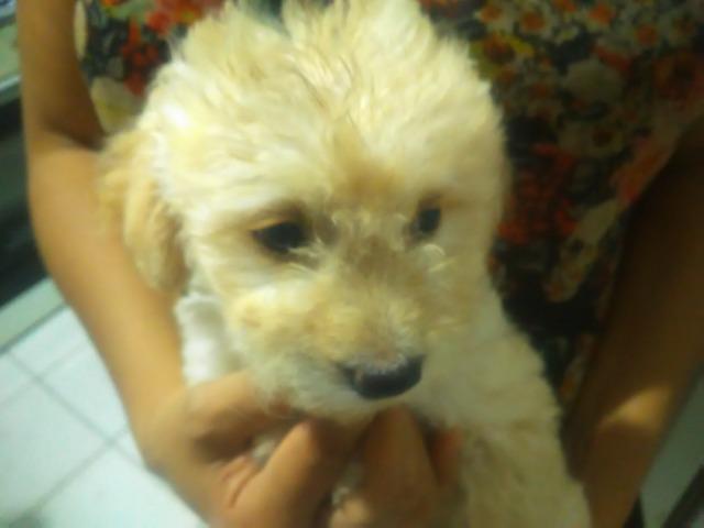 Poodles filhotes - Foto 5