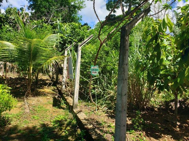 Ibirapitanga. Fazenda pequena com área de 12 ha - Foto 10