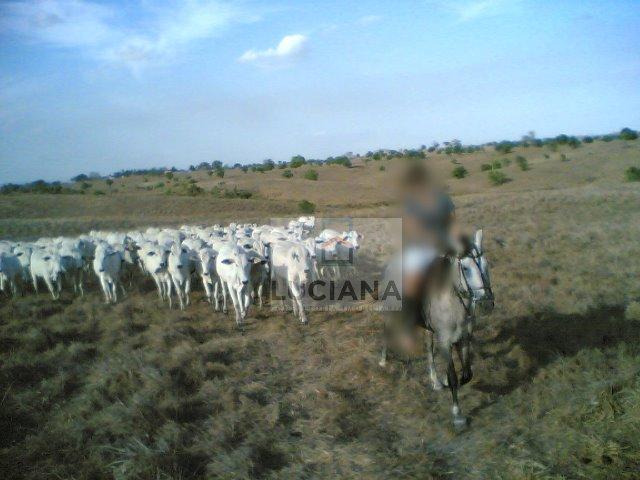 Fazenda com 467 hectares em Limoeiro (Cód.: 103m57) - Foto 5