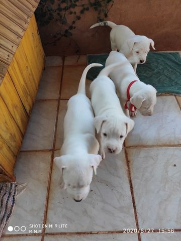 Cao - Foto 3