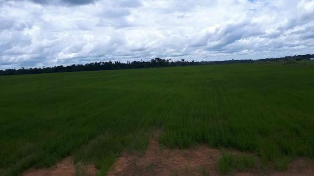 Vendo Fazenda Rondônia - Foto 15