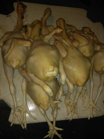 Galinha e Frango CAIPIRÃO - Foto 4