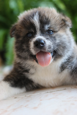 Filhotes de akita / SÓ RESTAM 2 - Foto 6