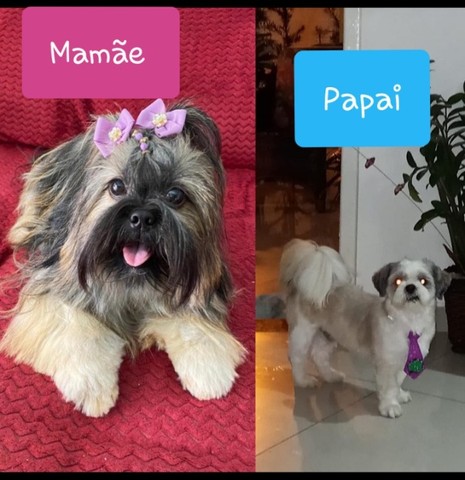 Filhotes de Shih Tzu. - Disponíveis para Venda.