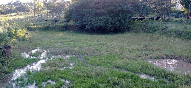 Chácara 2 hectares com açudes  - Foto 2