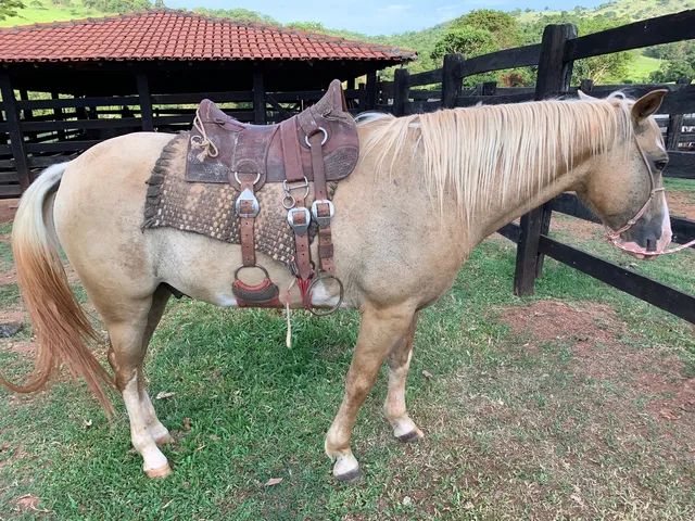 Vendo cavalo Painthorse PO Registrado (sólido com frente aberta) - Cavalos  e acessórios - Praia do Canto, Vitória 1256500999