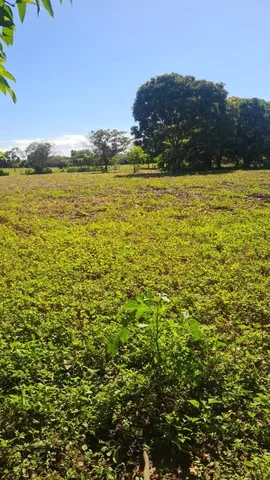 Fazenda 250 alqueires em formosa-Go