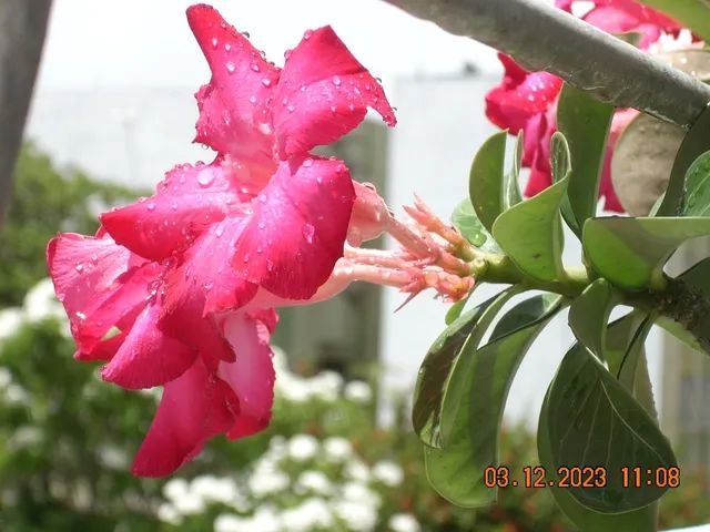 Camera Nikon Coolpix L10 - Foto 6