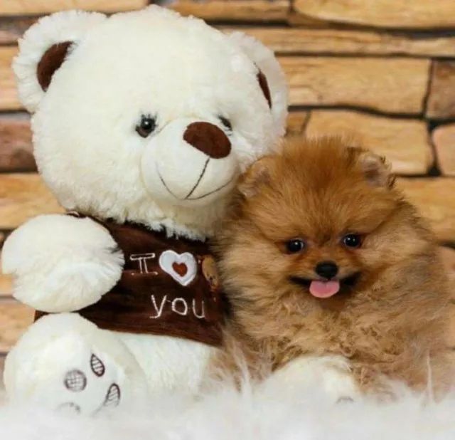 Spitz Alemão Anão - Macho e fêmea ursinho com segurança e assistência veterinária!