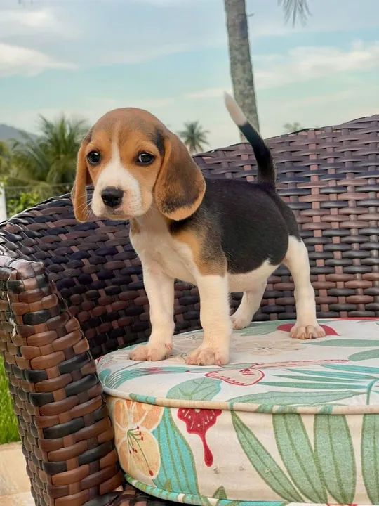 Filhote Beagle lindo mini 13 - Foto 2