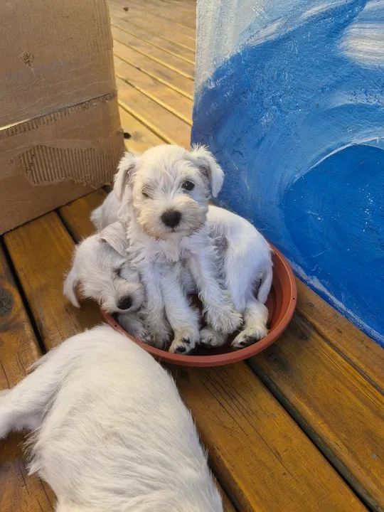 Schnauzer branco - Foto 5