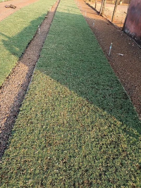 Bermuda celebration a melhor do mercado  - Foto 4