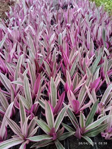 Mudas de abacaxi roxo
