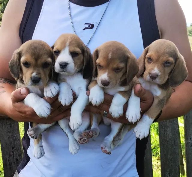 Beagles olx 2024