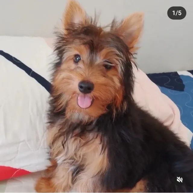 Australian silky clearance terrier olx