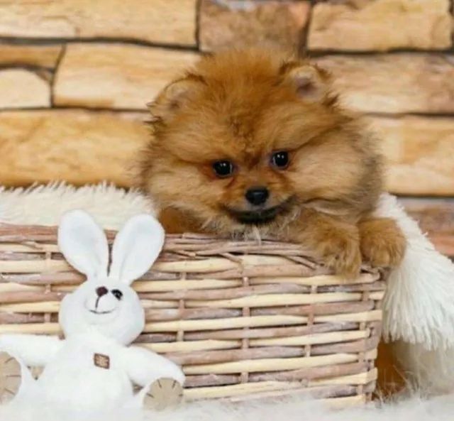 Spitz Alemão Anão - Macho e fêmea ursinho com segurança e assistência veterinária! - Foto 3