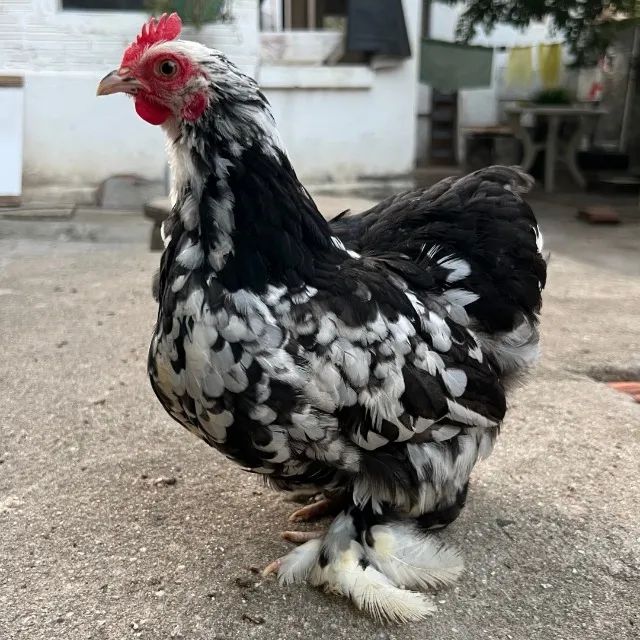 Casal mini cochin e mais 3 galos