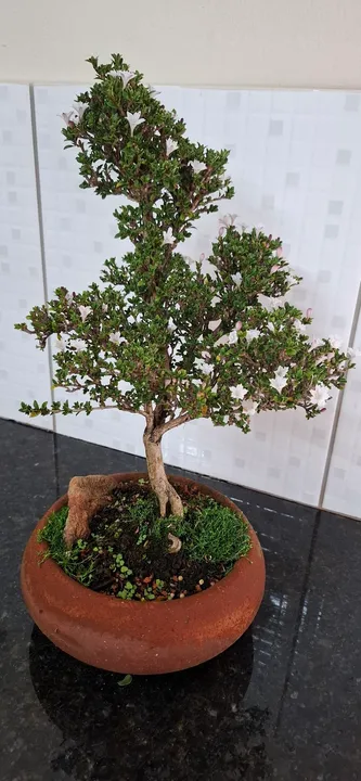 Bonsai Serissa Foetida Rosa 8 anos de idade