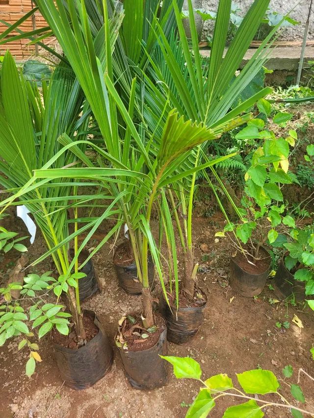 Mudas frutíferas enxertadas  - Foto 3