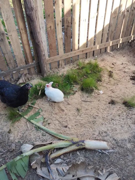 Coelho Flandres  - Foto 2