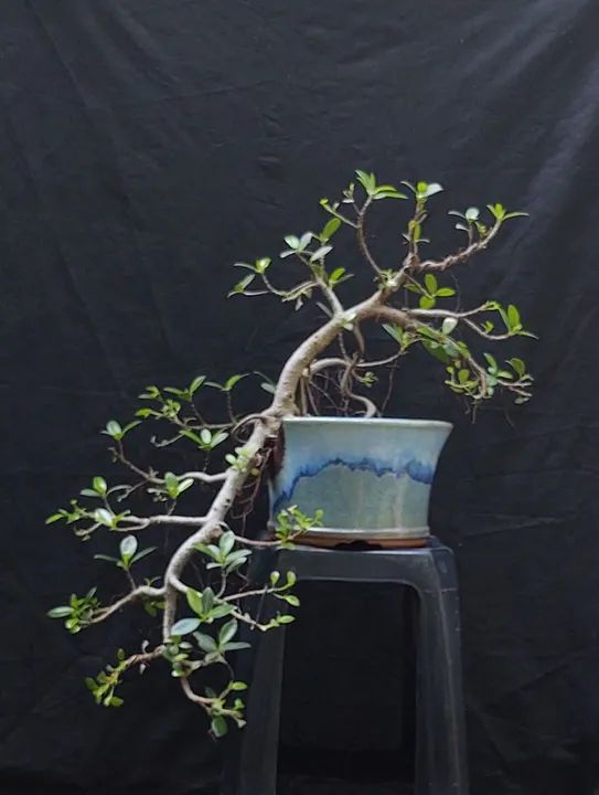 Bonsai e Pré-Bonsai - Foto 2