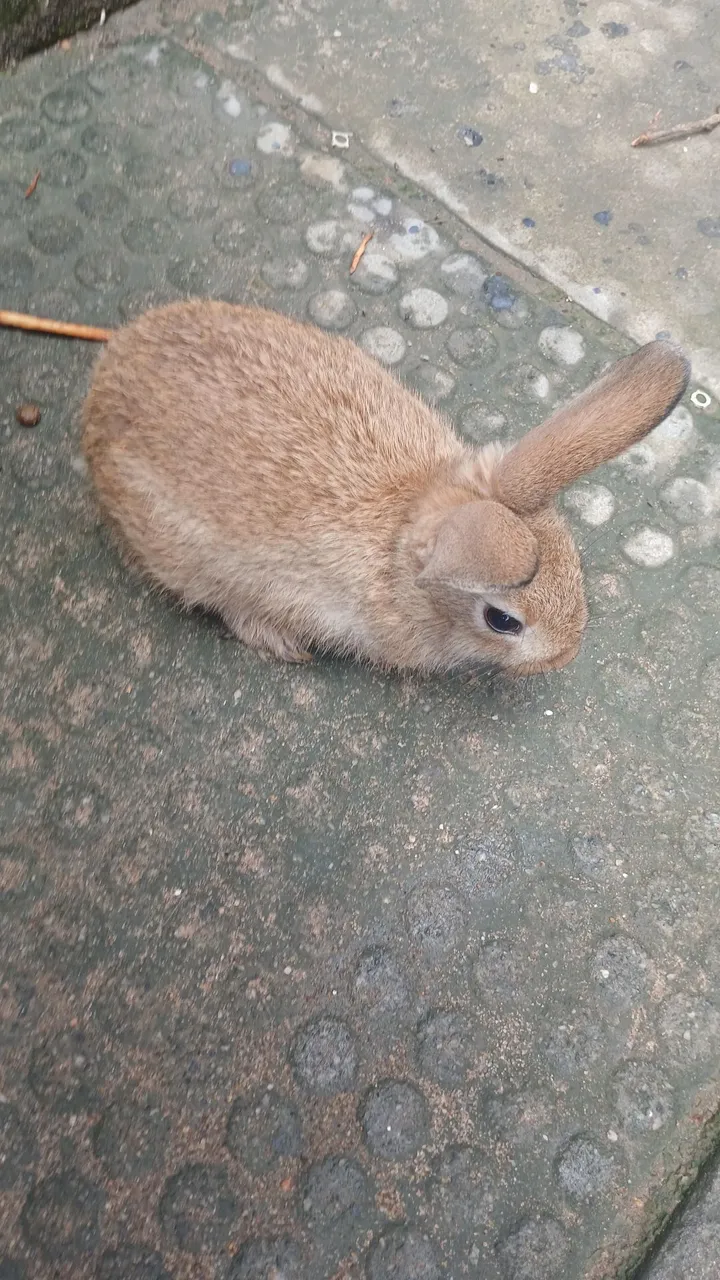 Coelhinho de estimação - Fofo e carinhoso!