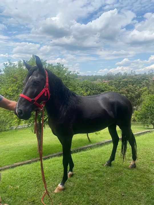 Cavalo mineiro registrado - Foto 5