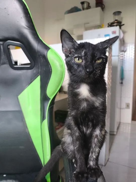 Filhote disponível para adoção responsável  - Foto 5